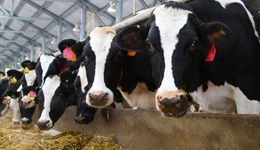 Webinar: Making the most of homegrown forage and protein